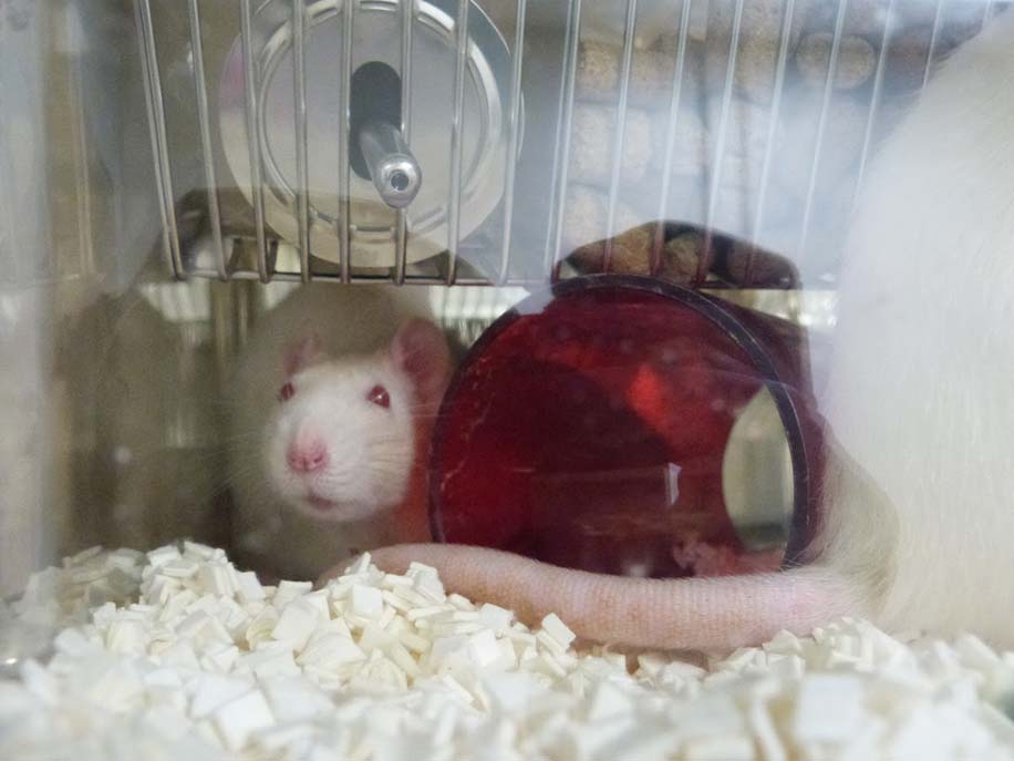 rat